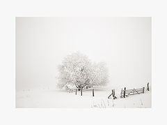 photo "a winter's tale II"