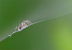 photo "Little spider"