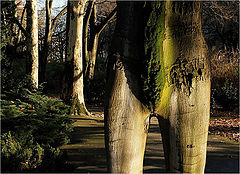 фото "In walking"