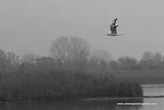 фото "december"