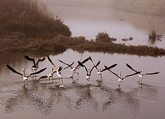 фото "Foggy Morning"