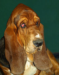 photo "Basset"