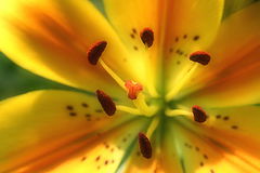 photo "***"