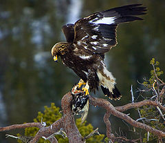 photo "Golden Eagel with grouse"