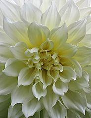 photo "Dahlia"