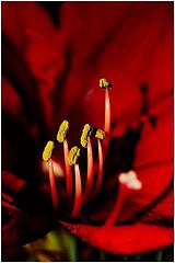 фото "flo"