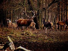 фото "Wildlife."