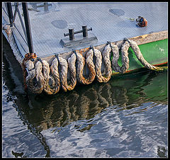 photo "Duck and a rope"