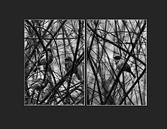фото "***"