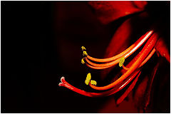 фото "For Dota"