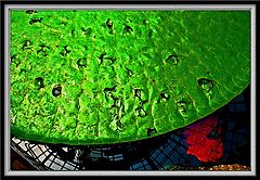 фото "Green Paddy"