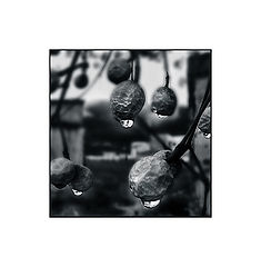 фото "traces of autumn rain"