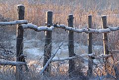 фото "Изгородь"