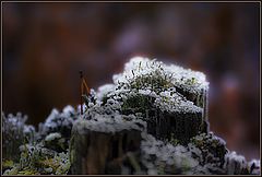 photo "End of the earth"