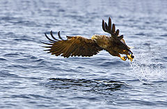 photo "Dinner is served...."