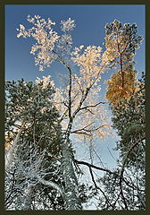 photo "***"