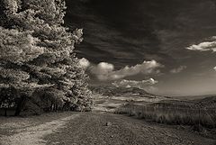 photo "Forest"