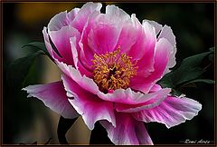 photo "a flower for my lovely C-ke"