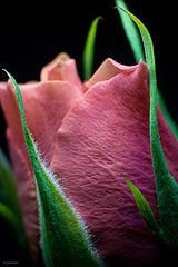 photo "Pink tenderness"