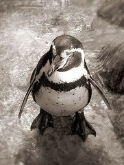 фото "пингвин"