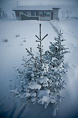 photo "Front yard"