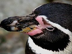 фото "Penguin."