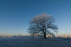 фото "the waiting tree"