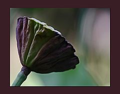 фото "Lotus Pod"