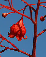 photo "Happy New Year, dear Friends!"
