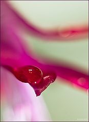 photo "***"