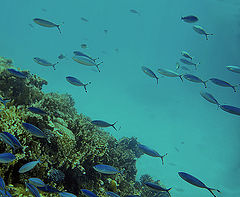 фото "RED SEA"