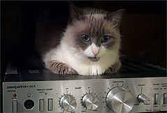 photo "Music lover"