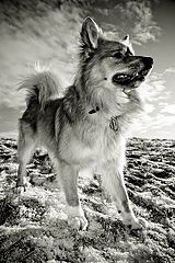 photo "Icelandic sheepdog"