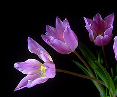 фото "new season tulips"