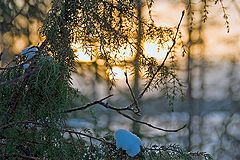 фото "новородний можжевельник"