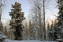 фото "сосна штопором"