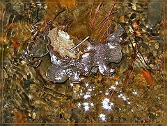 photo "Under the constellation Capricorn"