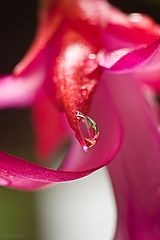 photo "***"