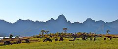 фото "Cows"