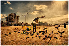 photo "Голуби на пляже Тель-Авива"