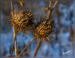 photo "The rrickly kiss"