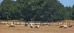 photo "Sheep - Summer Drought."