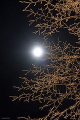 photo "The Cold Moon"