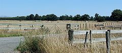 photo "Sheep - Rural Scene Midsummer."