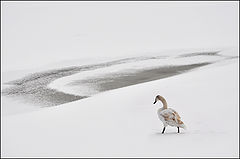 фото "Swan"
