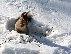 photo "I've got it!"