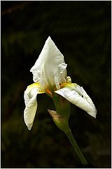 фото "The loner..."