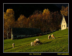 фото "al pascolo"