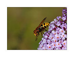 photo "SYRPHE Like HORNET"