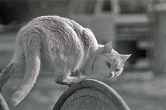 фото "Хитрый кот"
